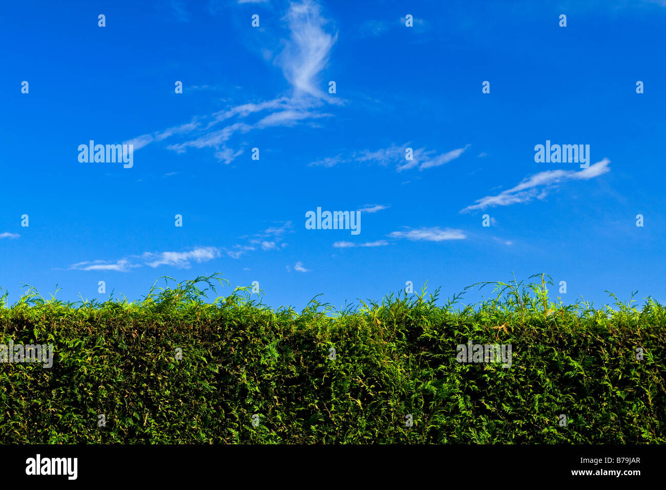 Leylandii hedge arbusto con nubes y cielo azul detrás Foto de stock