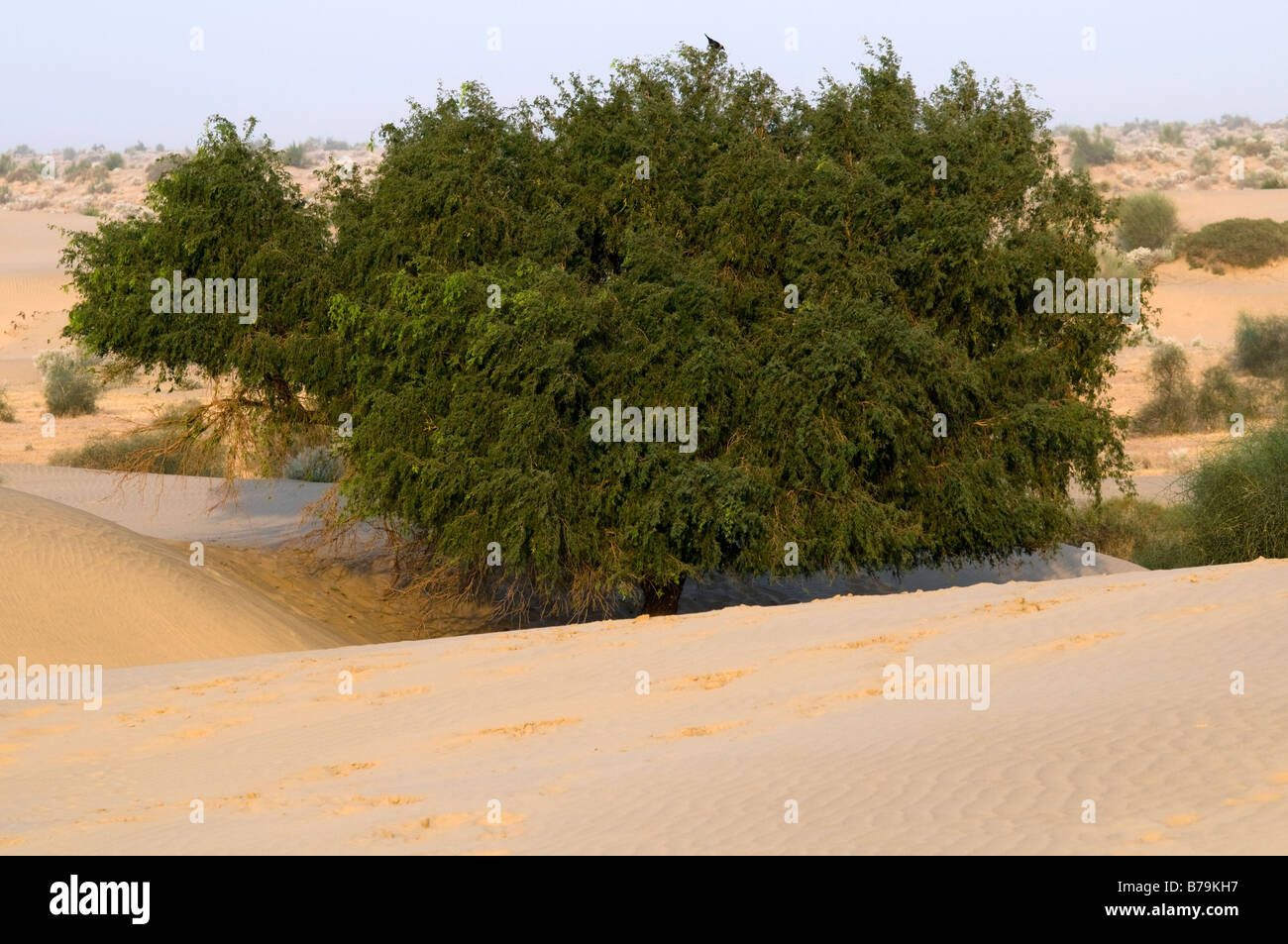 - Las dunas de arena del desierto de Thar. Jaisalmer. Rajastán. La India. Foto de stock