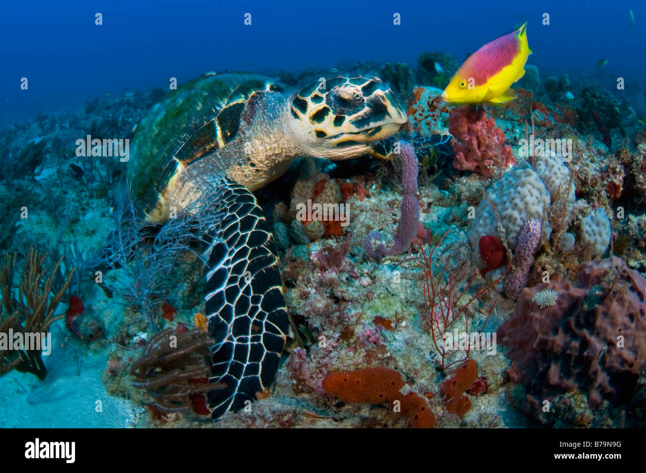 Tortuga Carey Eretmochelys imbricata se alimenta de un arrecife de coral en Juno Beach FL con un acompañante Hogfish Español Foto de stock