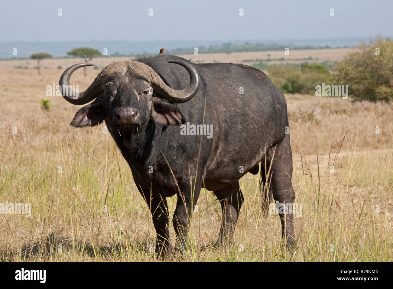 Facturó oxpecker amarillo en búfalos africanos del norte de Masai Mara Reserve Kenia Foto de stock