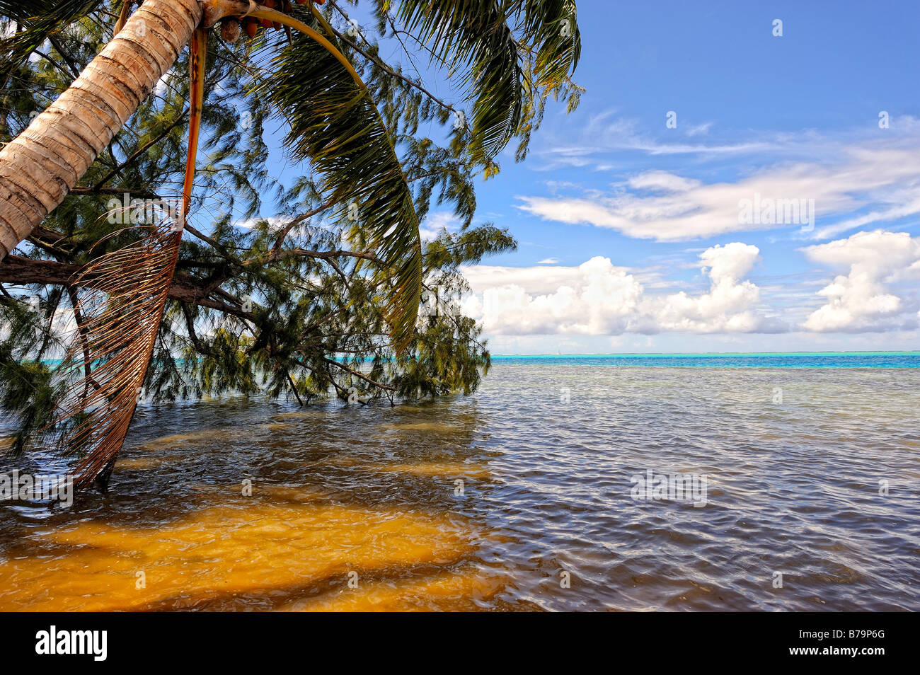 La caída de árboles en Playa Pihaena, Maharepa, Moorea, Polinesia Francesa Foto de stock