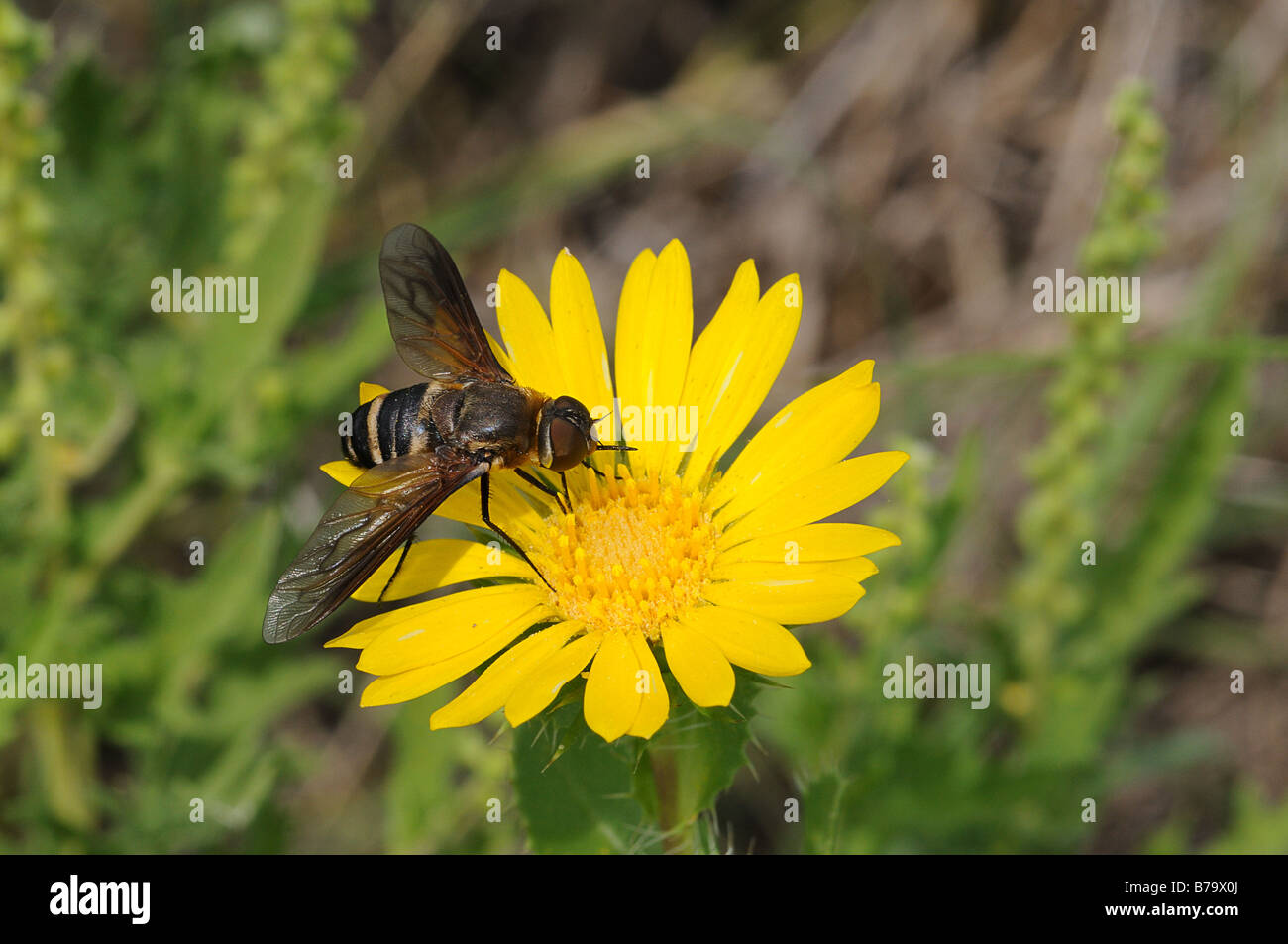 Progresivo mosca abeja alimentándose de una hoja de sierra Daisy wildflower Foto de stock