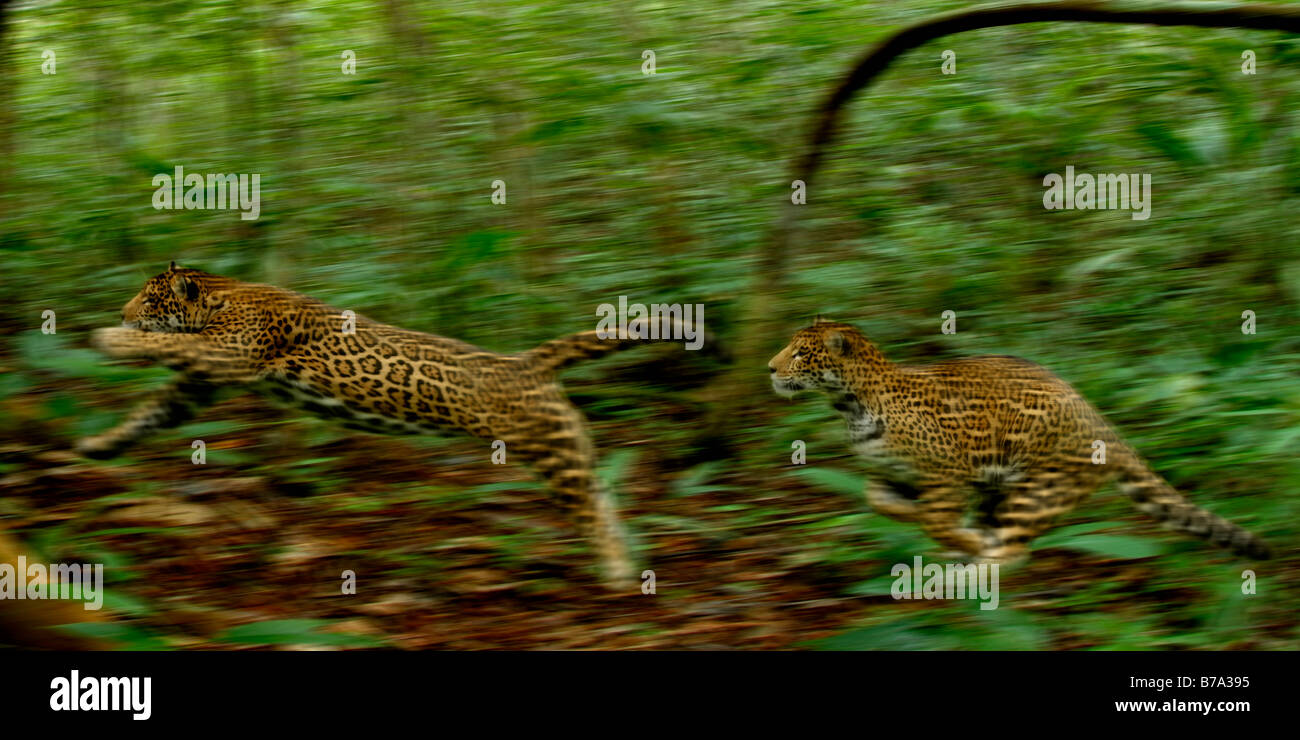 Jaguares ejecutando Panthera onca Foto de stock