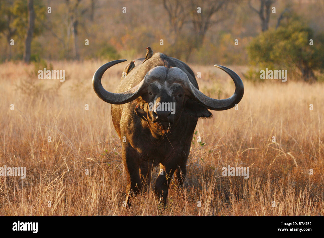 Retrato de un hombre con cuernos de búfalo africano impresionante Foto de stock