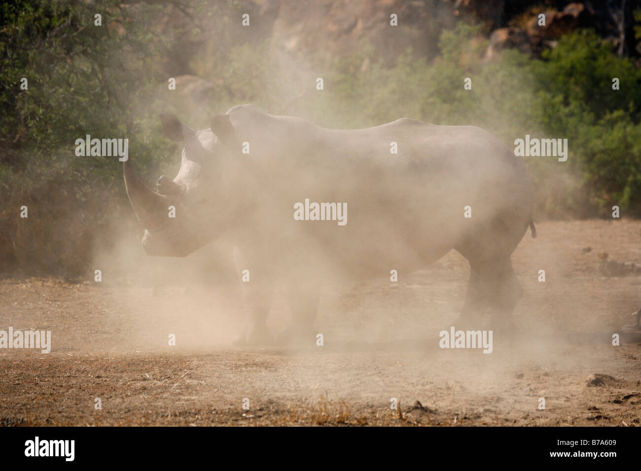 Un rinoceronte blanco oculto en una nube de polvo Foto de stock