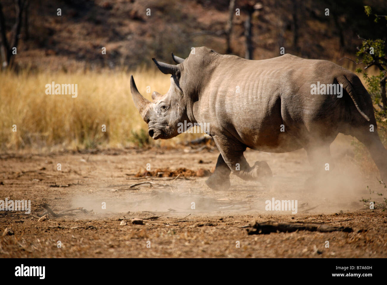 Un rinoceronte blanco en movimiento Foto de stock