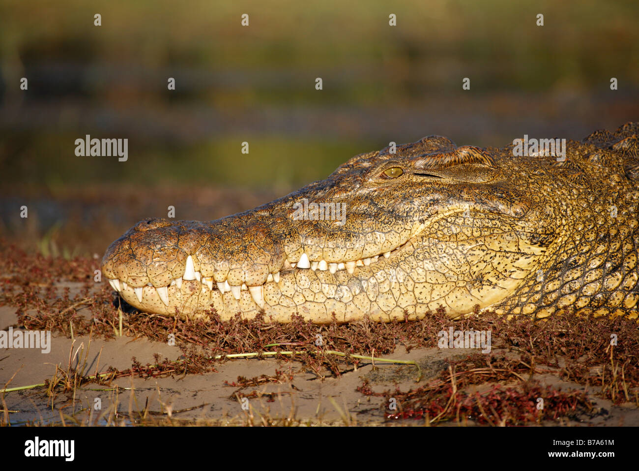 Retrato de un cocodrilo del Nilo asoleándose en un arenal Foto de stock