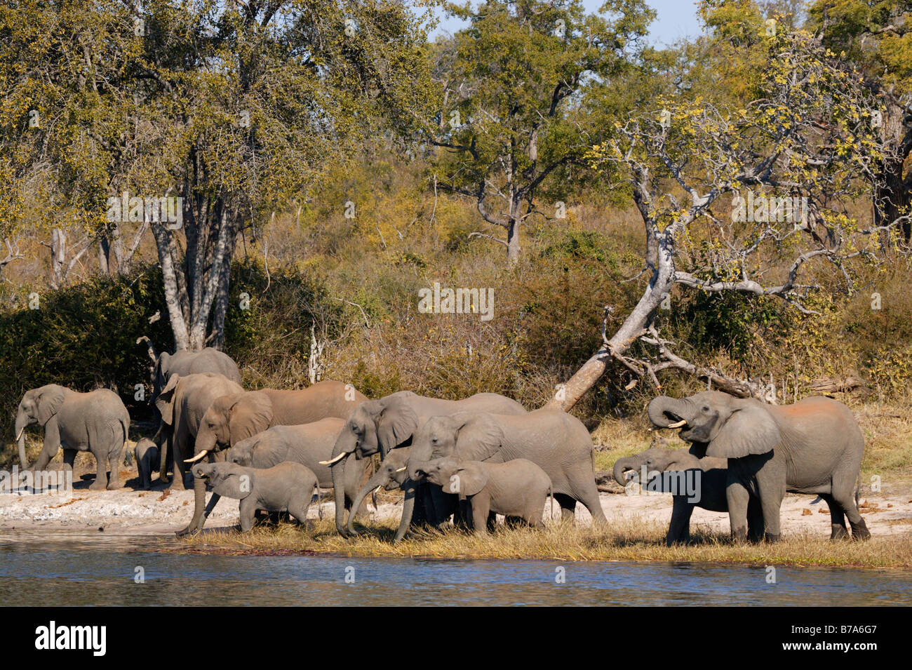 La cría de una manada de elefantes bebiendo en las orillas del río Zambeze Foto de stock