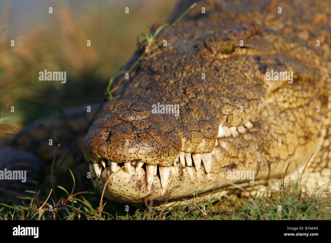 Retrato de un cocodrilo del Nilo asoleándose con dientes en un enfoque nítido Foto de stock