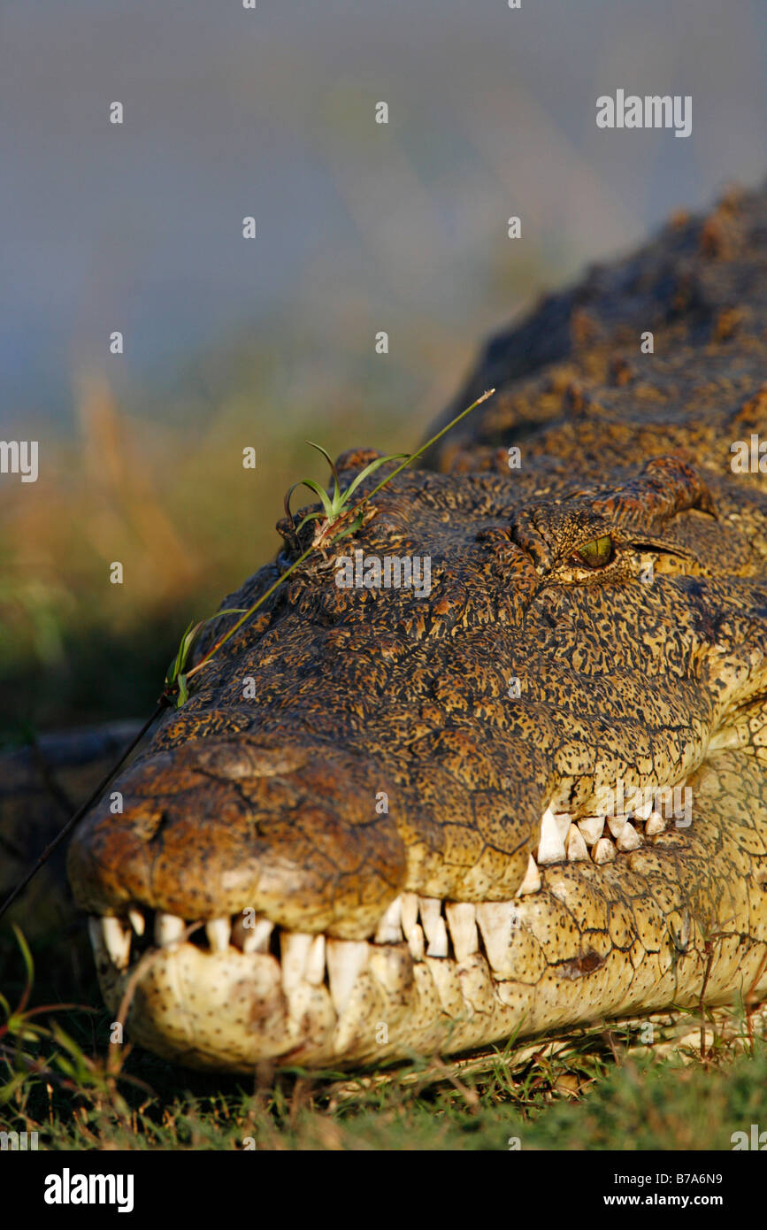 Retrato de un cocodrilo del Nilo asoleándose con ojo con un enfoque nítido Foto de stock