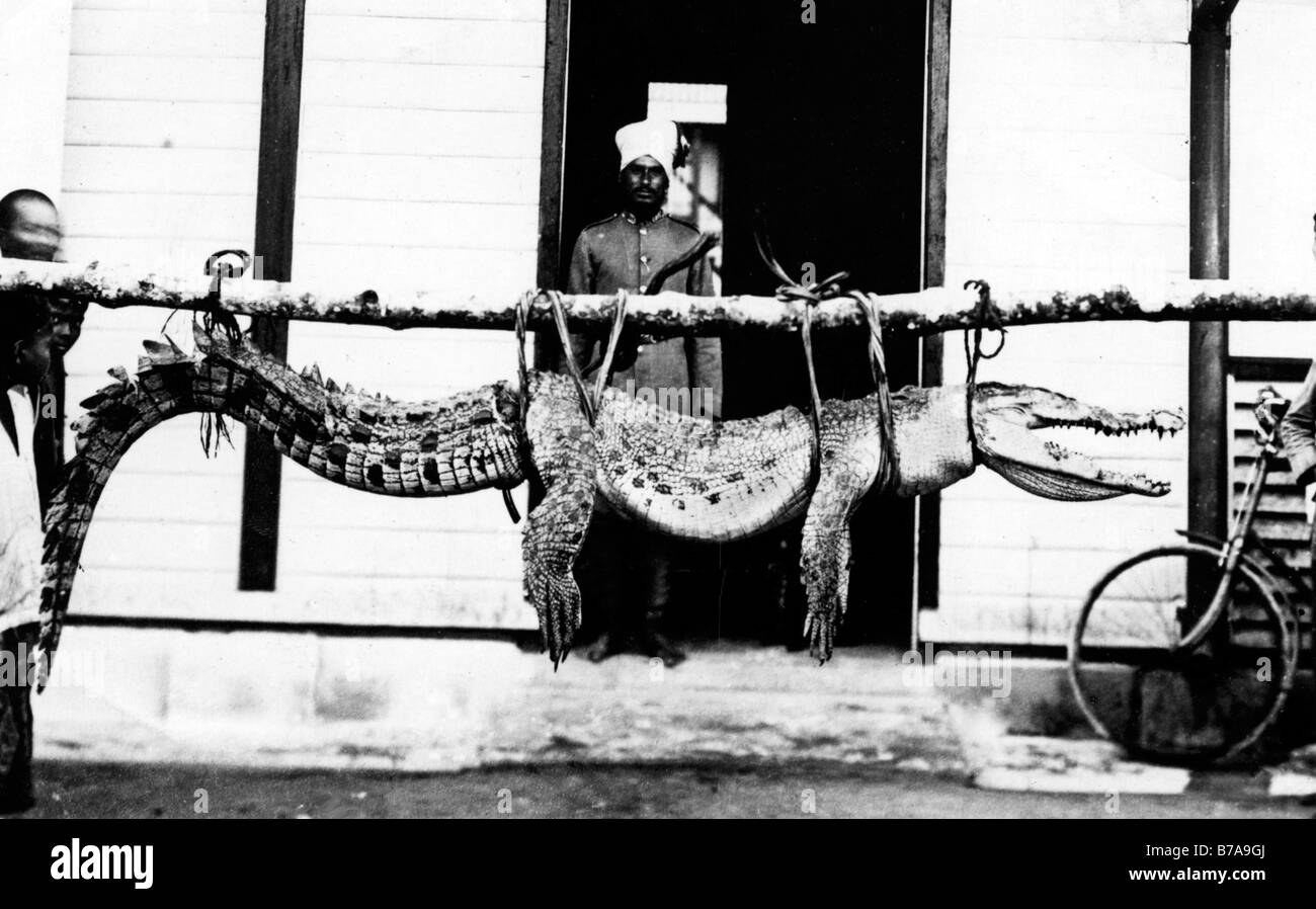 Panorama histórico, capturado el cocodrilo, probablemente en la India, alrededor de 1920 Foto de stock