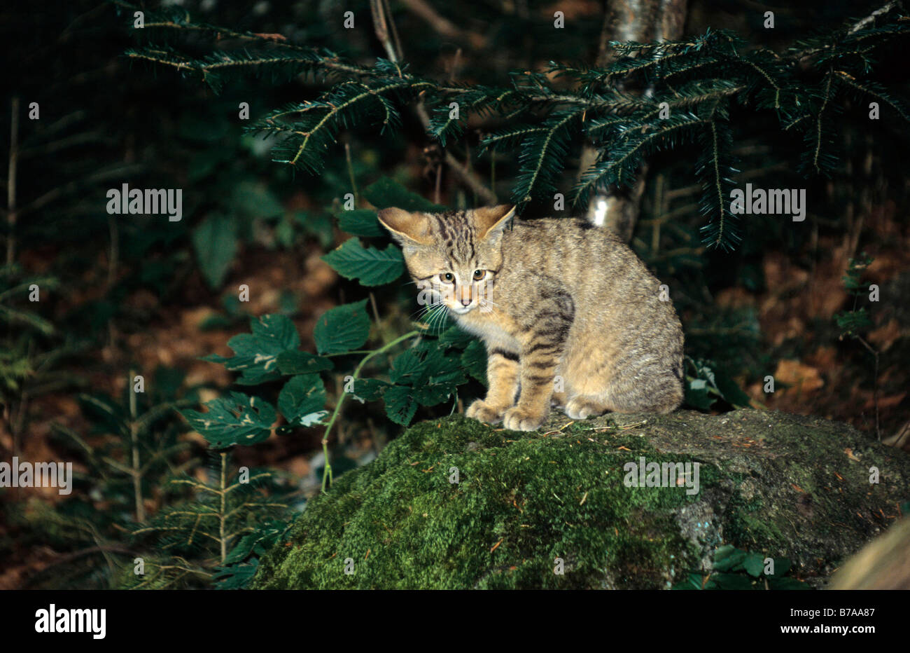 Gato Montés (Felis silvestris), joven animal Foto de stock