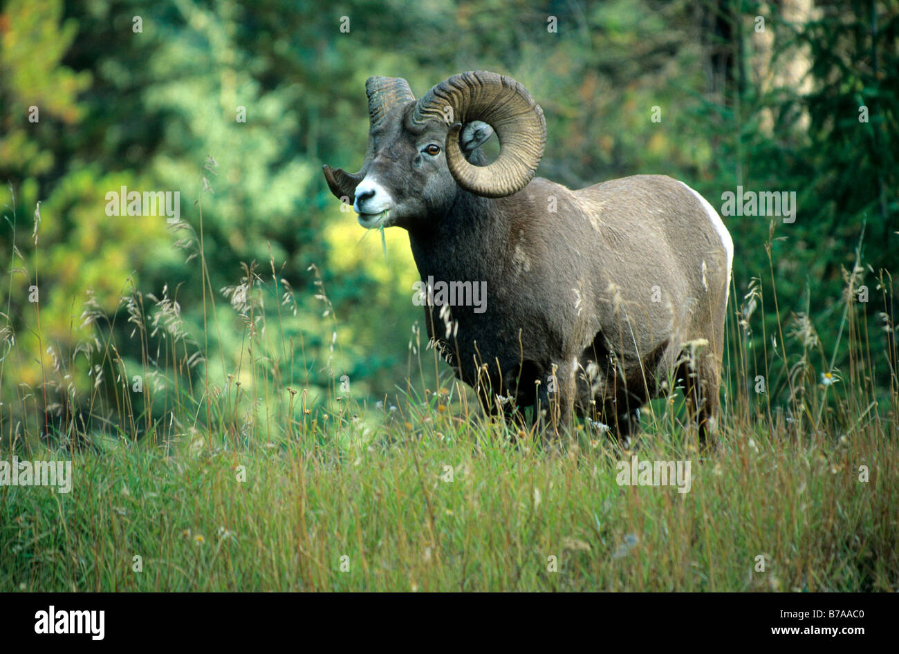 North American Big Horn ovejas (Ovis canadensis), el Parque Nacional de Jasper, Alberta, Canadá, Norteamérica Foto de stock