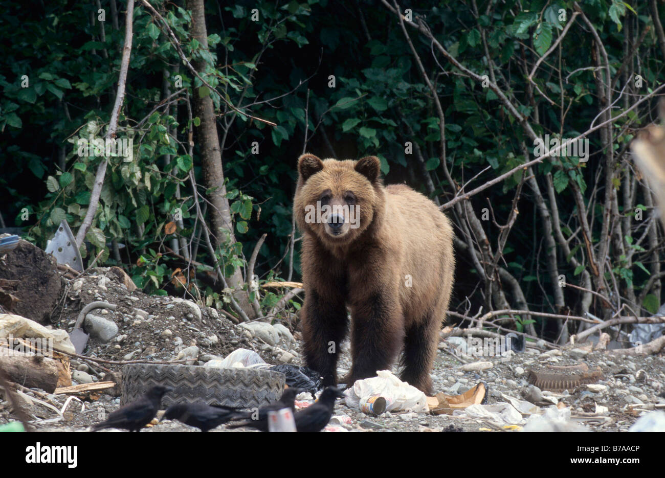 Oso grizzly (Ursus arctos horribilis) en un vertedero en Alaska, América del Norte Foto de stock