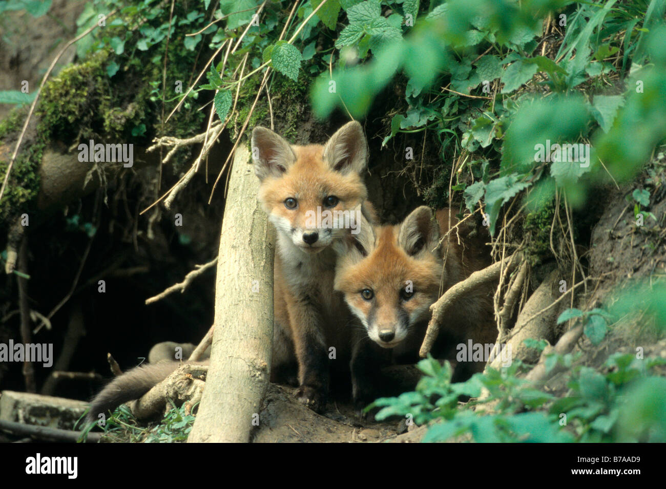 El Zorro Rojo (Vulpes vulpes), los animales jóvenes en una madriguera Foto de stock