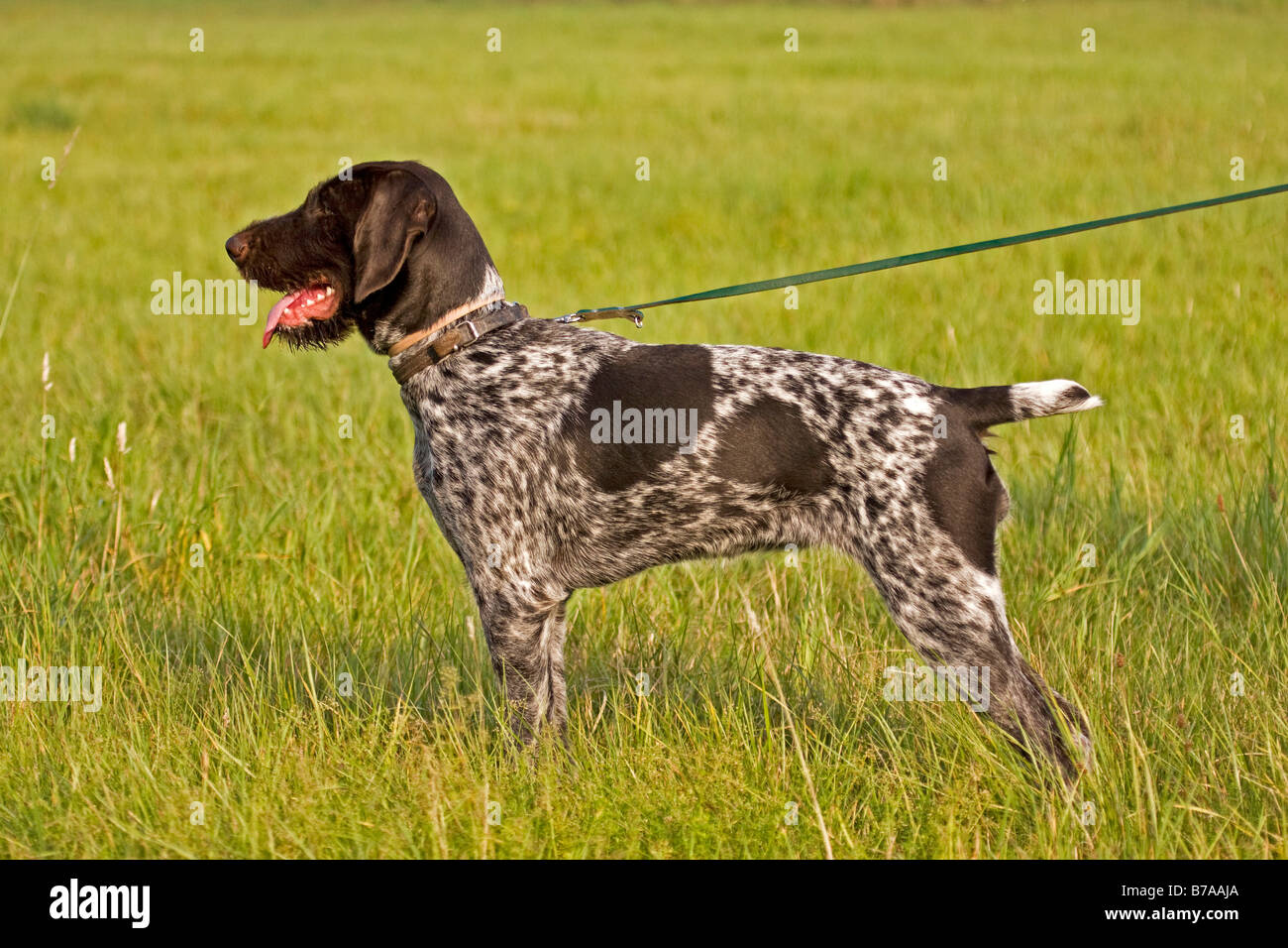 German Wirehaired Pointer, perro de caza Fotografía de stock - Alamy