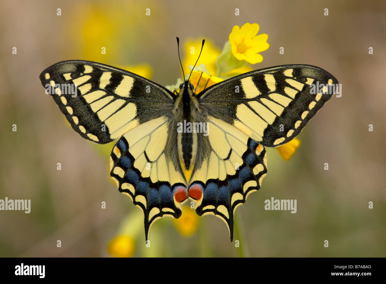 Viejo mundo Butterfly (Papilio machaon Papilio canadensis) descansando sobre Cowslip (Primula veris), alas, cerca de Moedling Eichkogel, baja Foto de stock