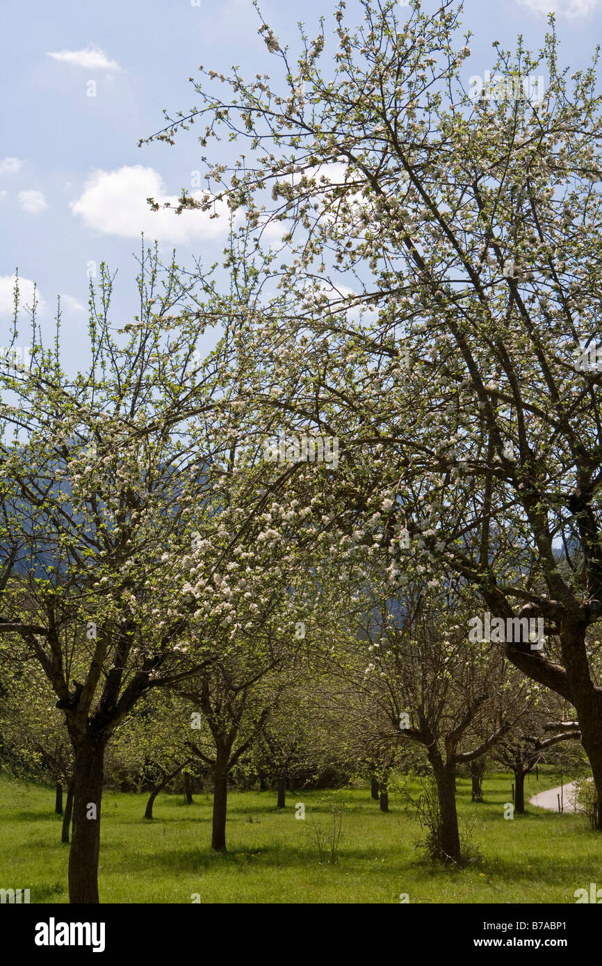 Flor de Cerezo (cerasus), Andorra, Europa Foto de stock