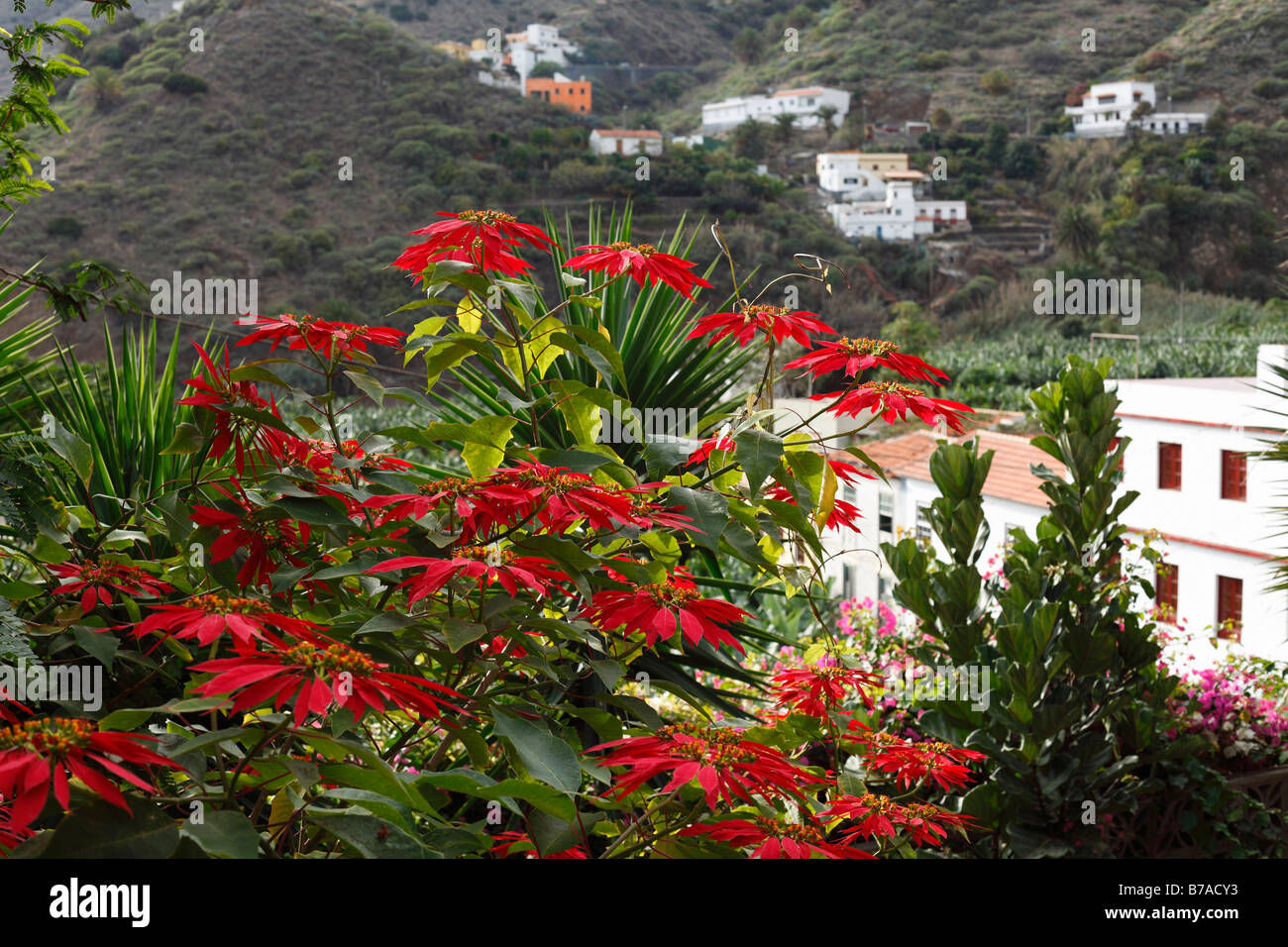 Floración Estrella de Navidad o Poinsettia (Euphorbia pulcherrima), Hermigua, La Gomera, Islas Canarias, España, Europa Foto de stock