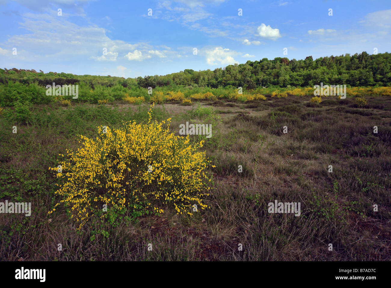 La retama negra (Cytisus scoparius) en heath paisaje, Wahner Heide, Colonia, Alemania, Europa Foto de stock