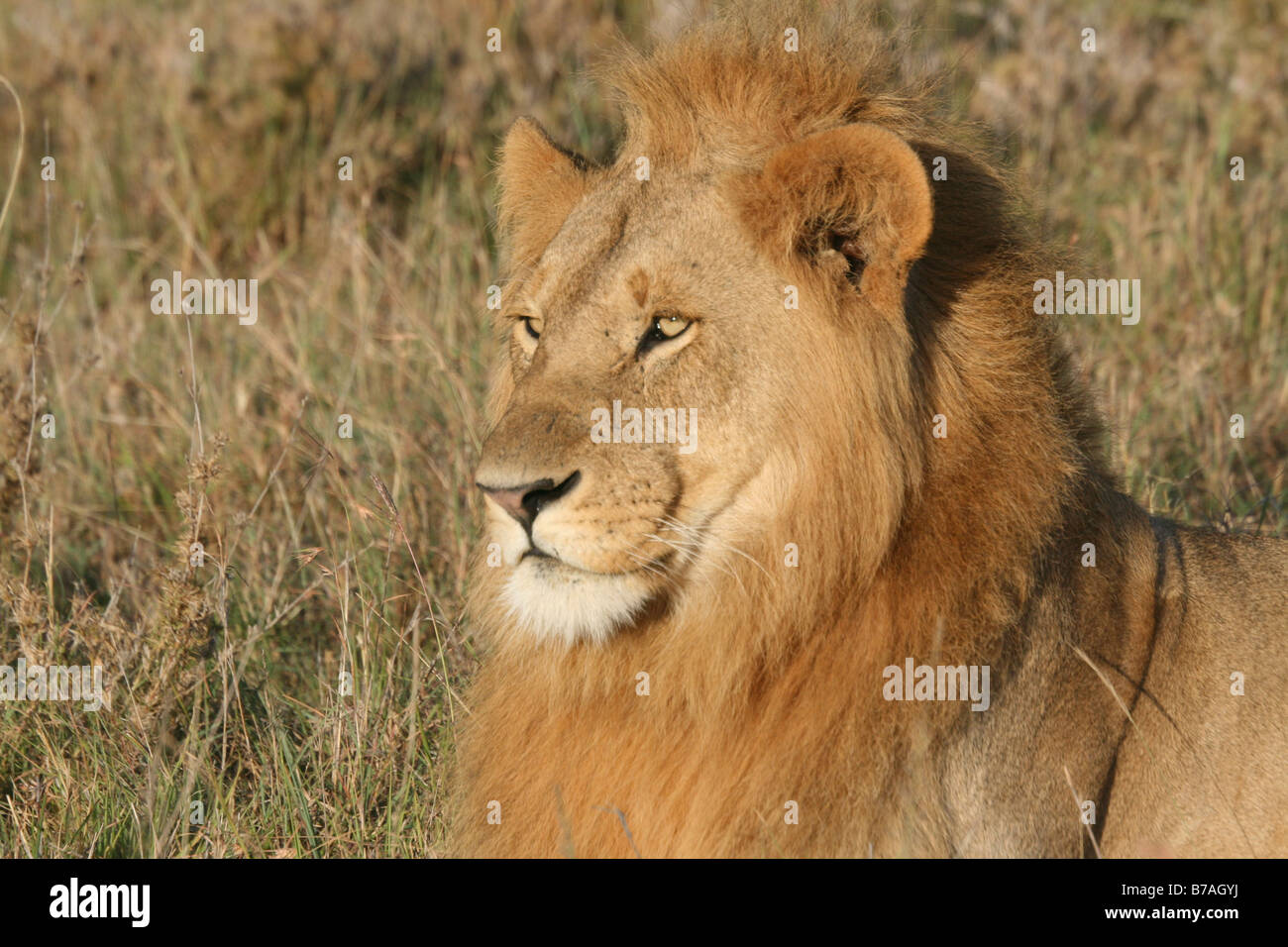León africano Norte Reserva de Mara Kenya Foto de stock