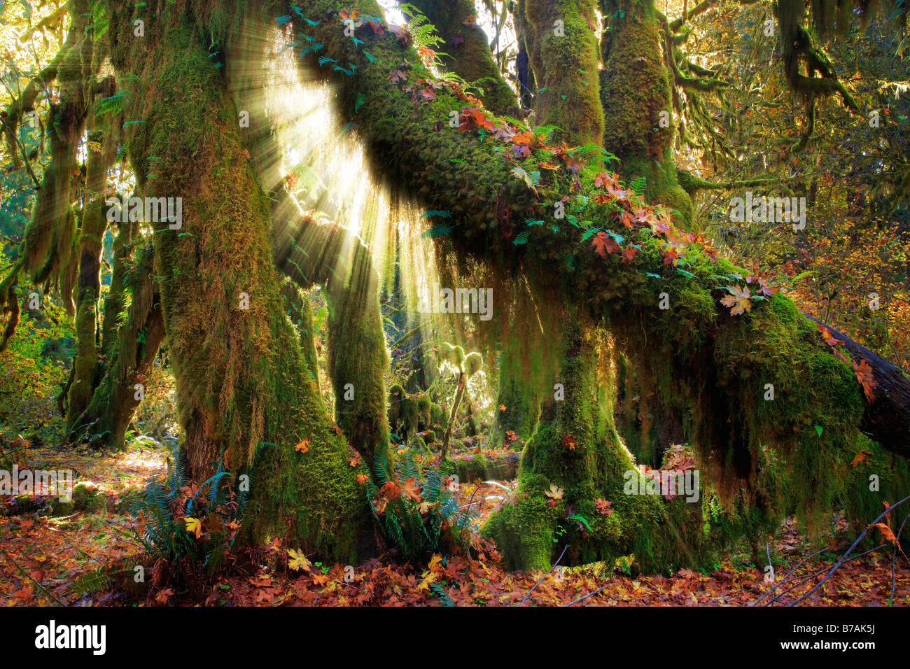 Hoh Rain Forest en el Parque Nacional Olímpico en otoño Foto de stock
