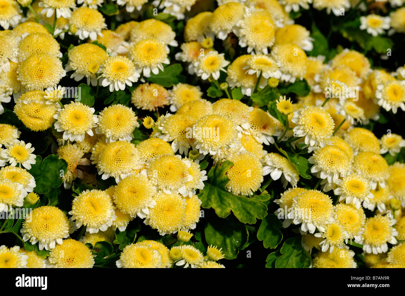 Chrysanthemum morifolium Ramat butterball flores amarillas tipo margarita flores anuales bloom blossom amarillo Foto de stock