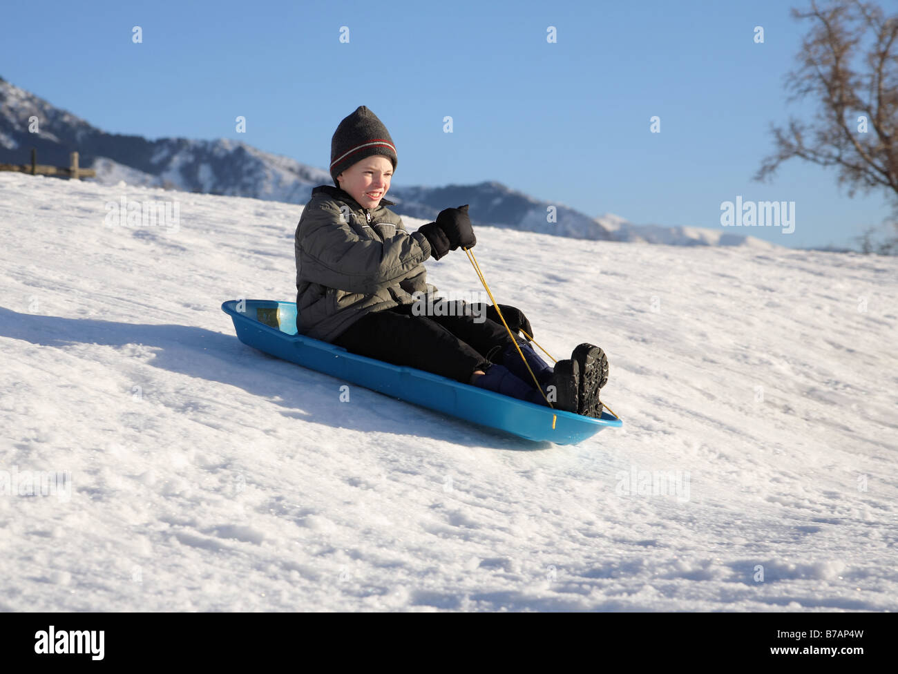 Joven trineos bajando una colina nevados en un trineo azul Foto de stock
