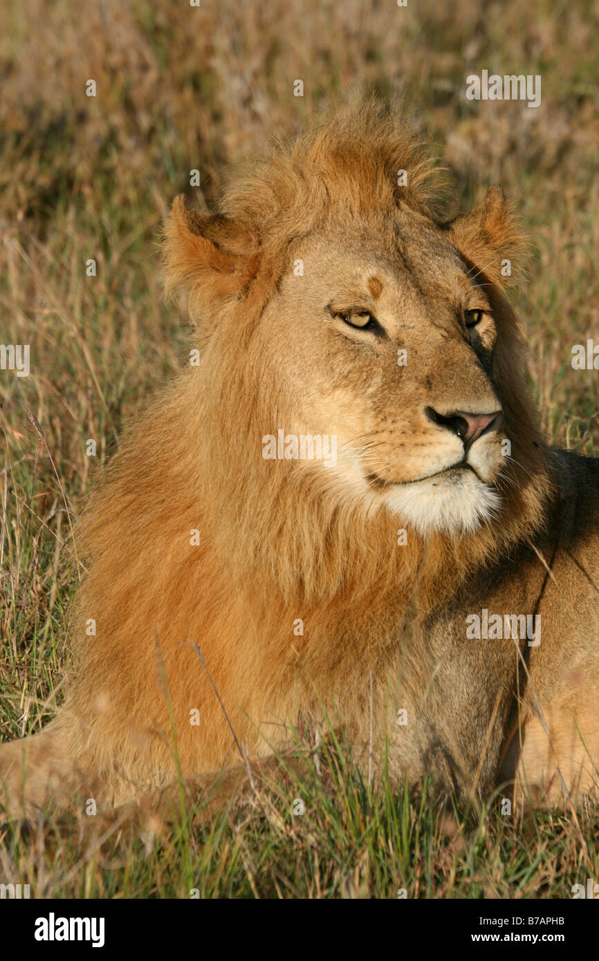 Cabeza de león africano Norte Reserva de Mara Kenya Foto de stock