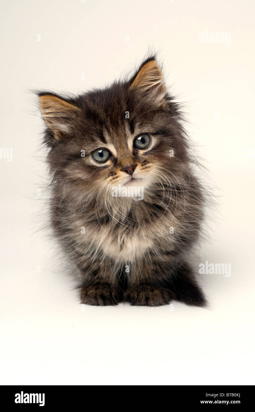 Gatito mas lindo fotografías e imágenes de alta resolución - Alamy