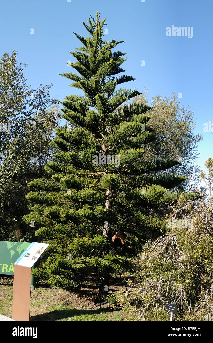Araucaria excelsa todo el árbol de pino de Norfolk Fotografía de stock -  Alamy