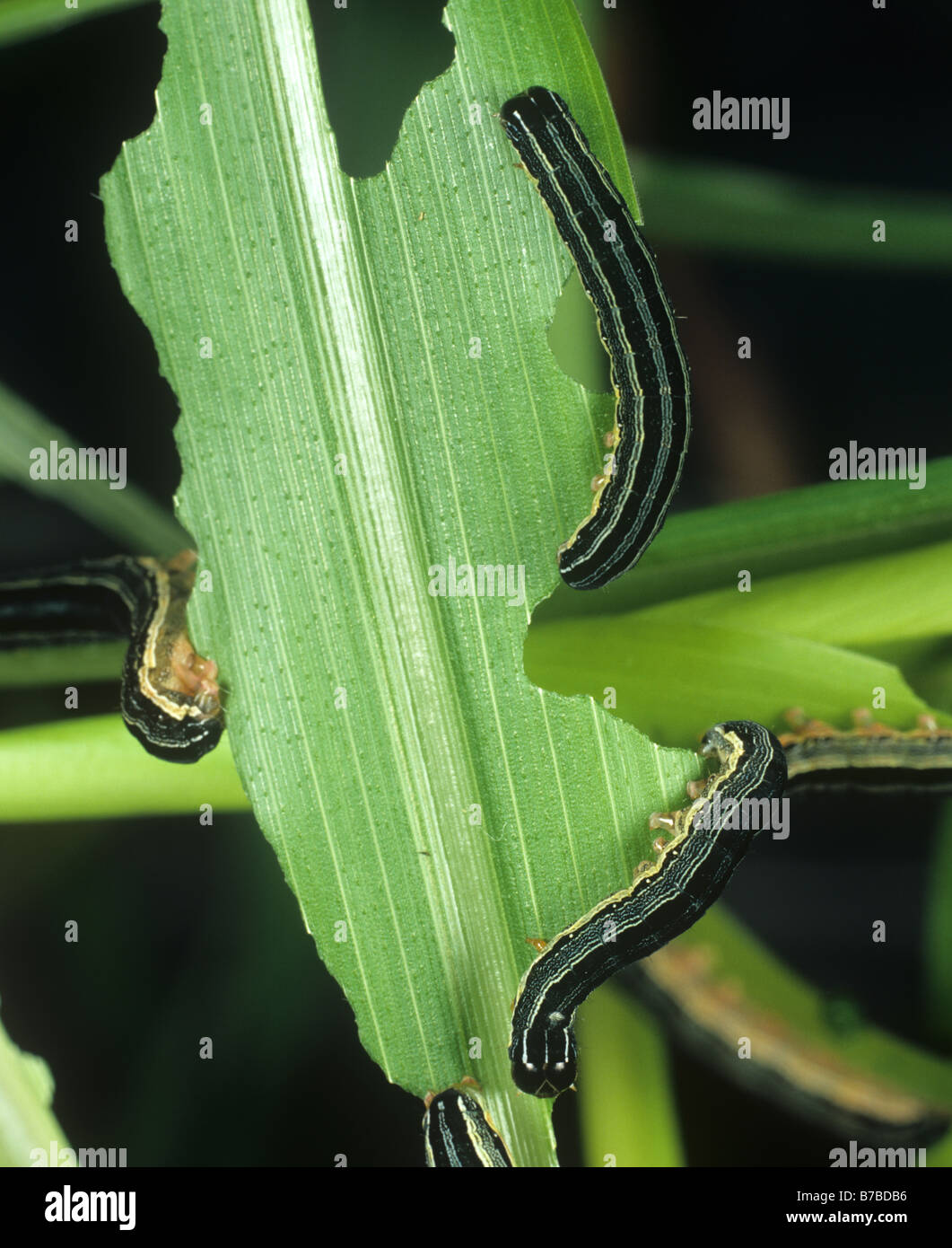Gusano cogollero Spodoptera exempta africanos orugas alimentándose de una  hoja de maíz Fotografía de stock - Alamy