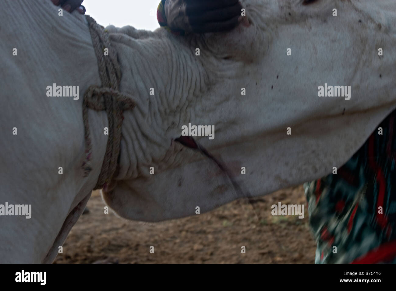 La Circuncisión Ritual De Samburu Fotografía De Stock Alamy