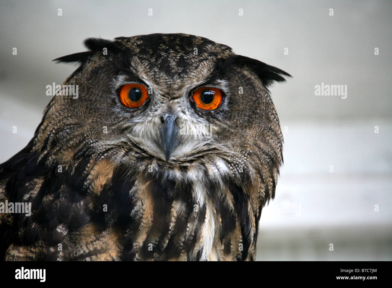 Buho de águila Foto de stock