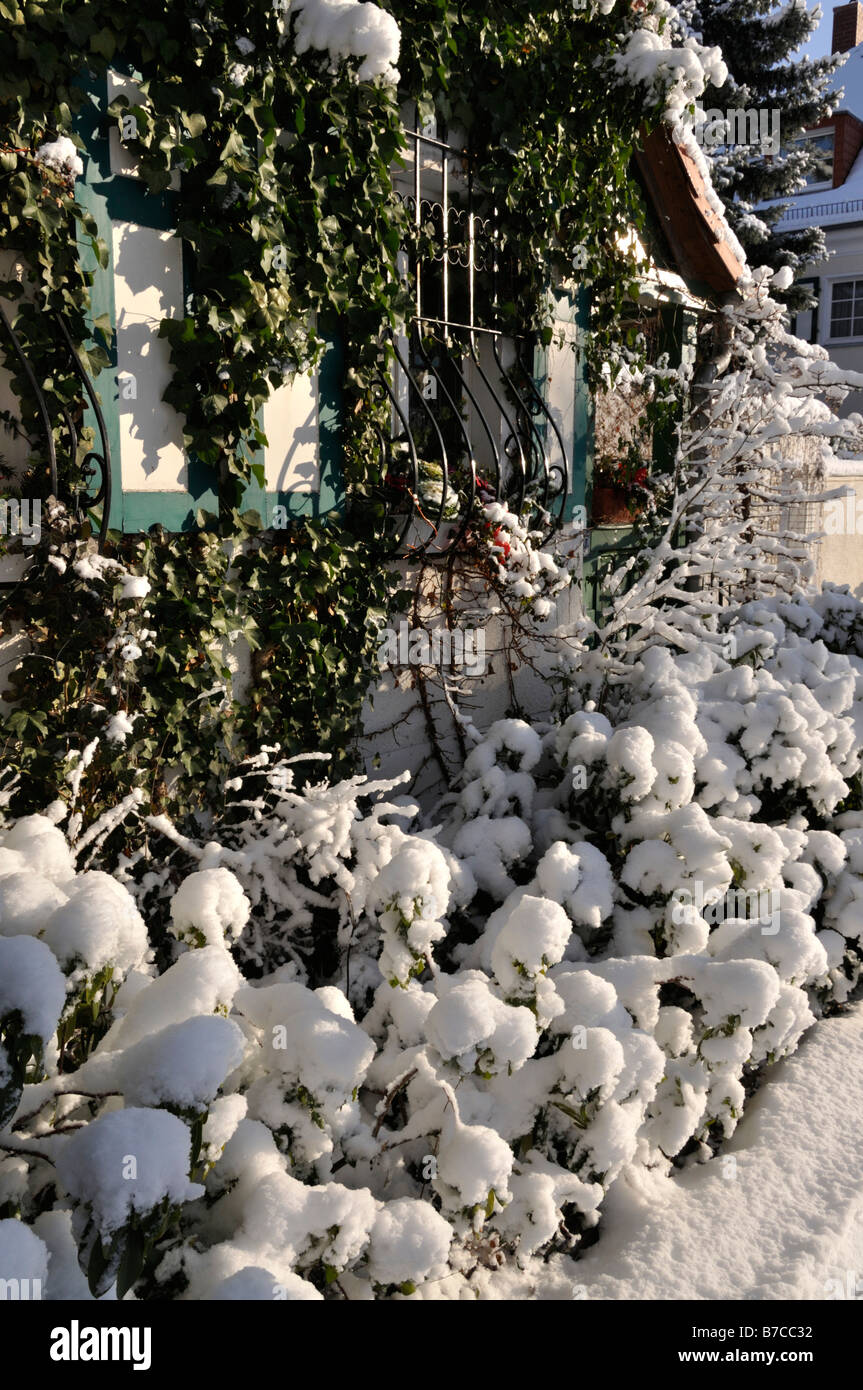 Jardín delantero con arbustos cubiertos de nieve. Foto de stock