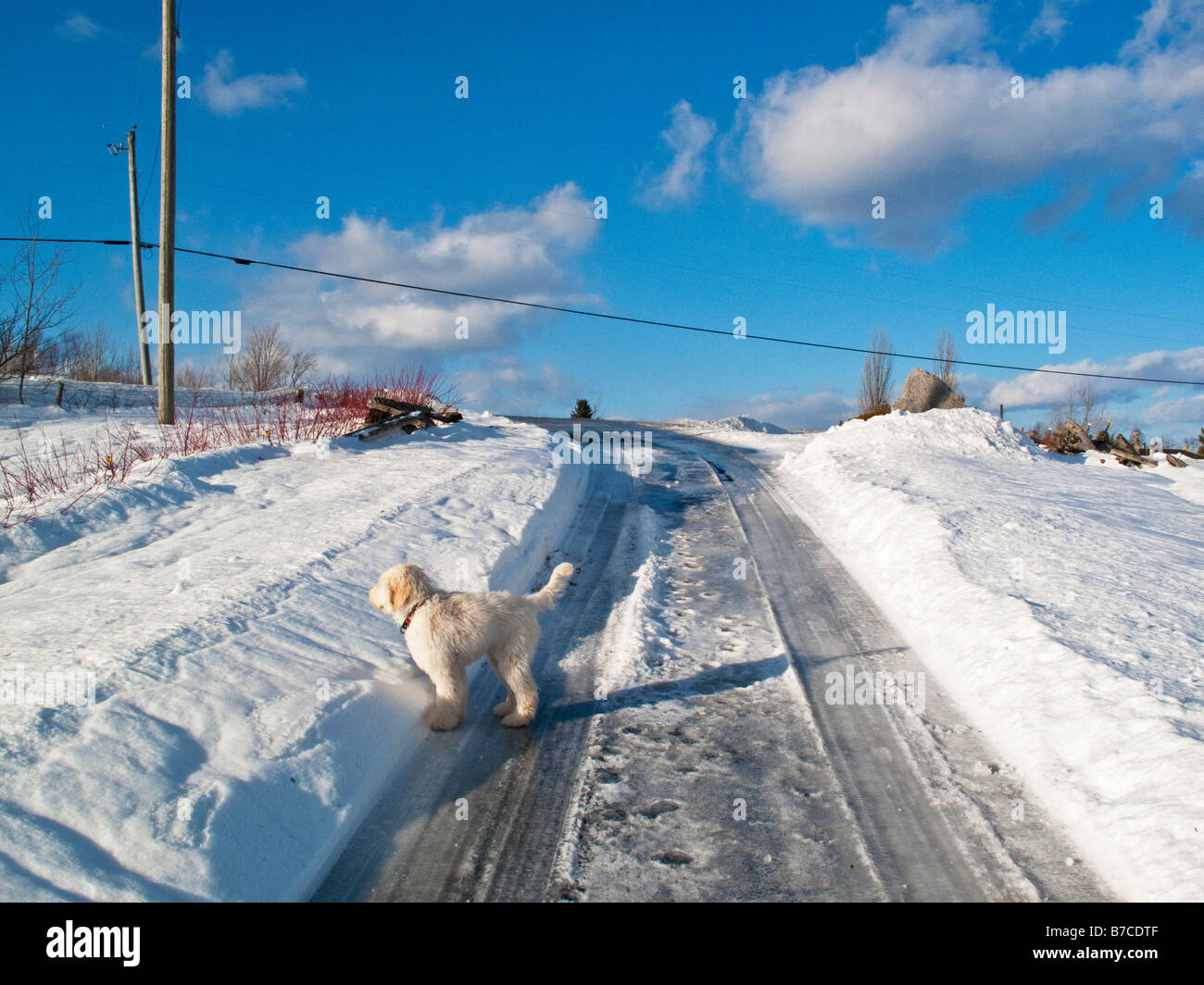Carril del país en invierno con perro blanco, labradoodle en New Brunswick, Canadá Foto de stock