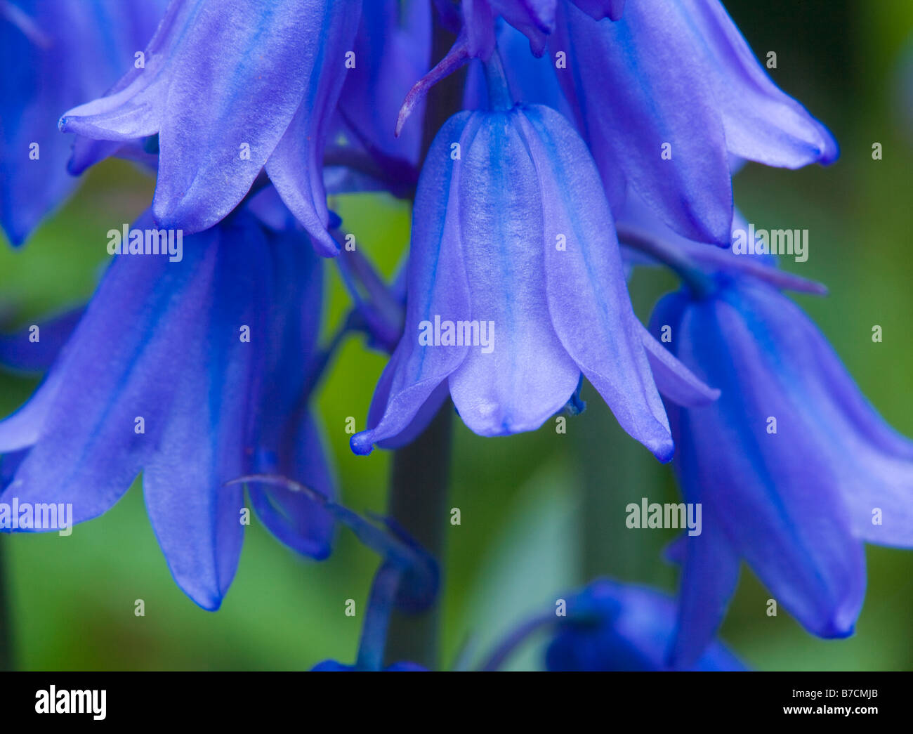 Las campánulas azules en un jardín Foto de stock