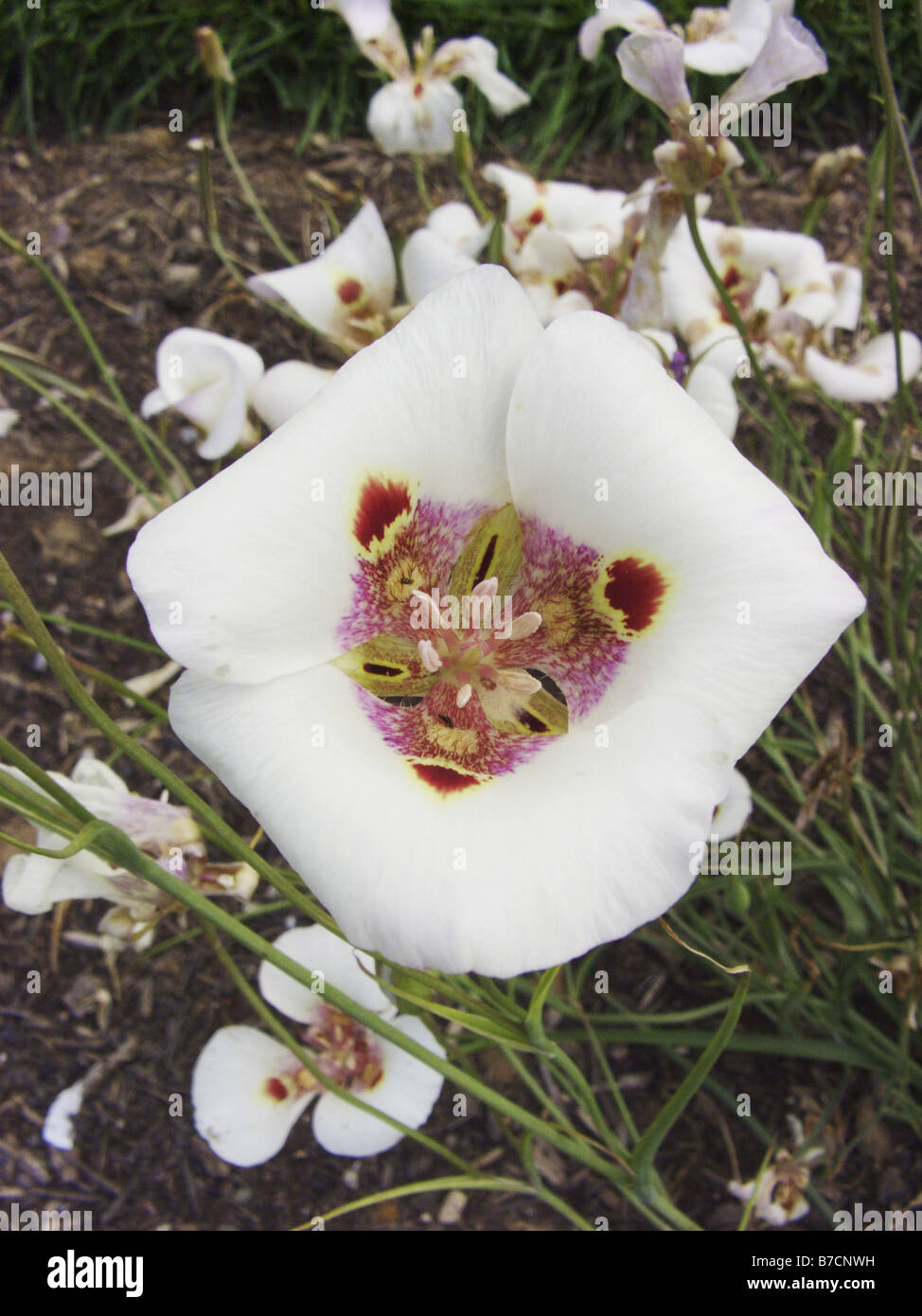 White Butterfly tulip, gatos blancos-ear, White Tulip, sego mariposa lily, star tulip, mariposa lirios (Calochortus venustus), flo Foto de stock