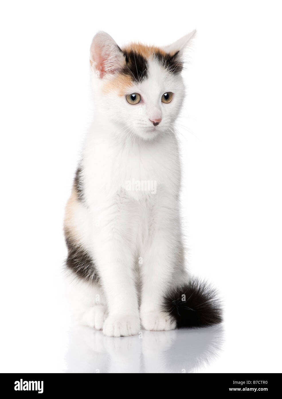 Gatito Shorthair Europeo cat 2 meses delante de un fondo blanco. Foto de stock