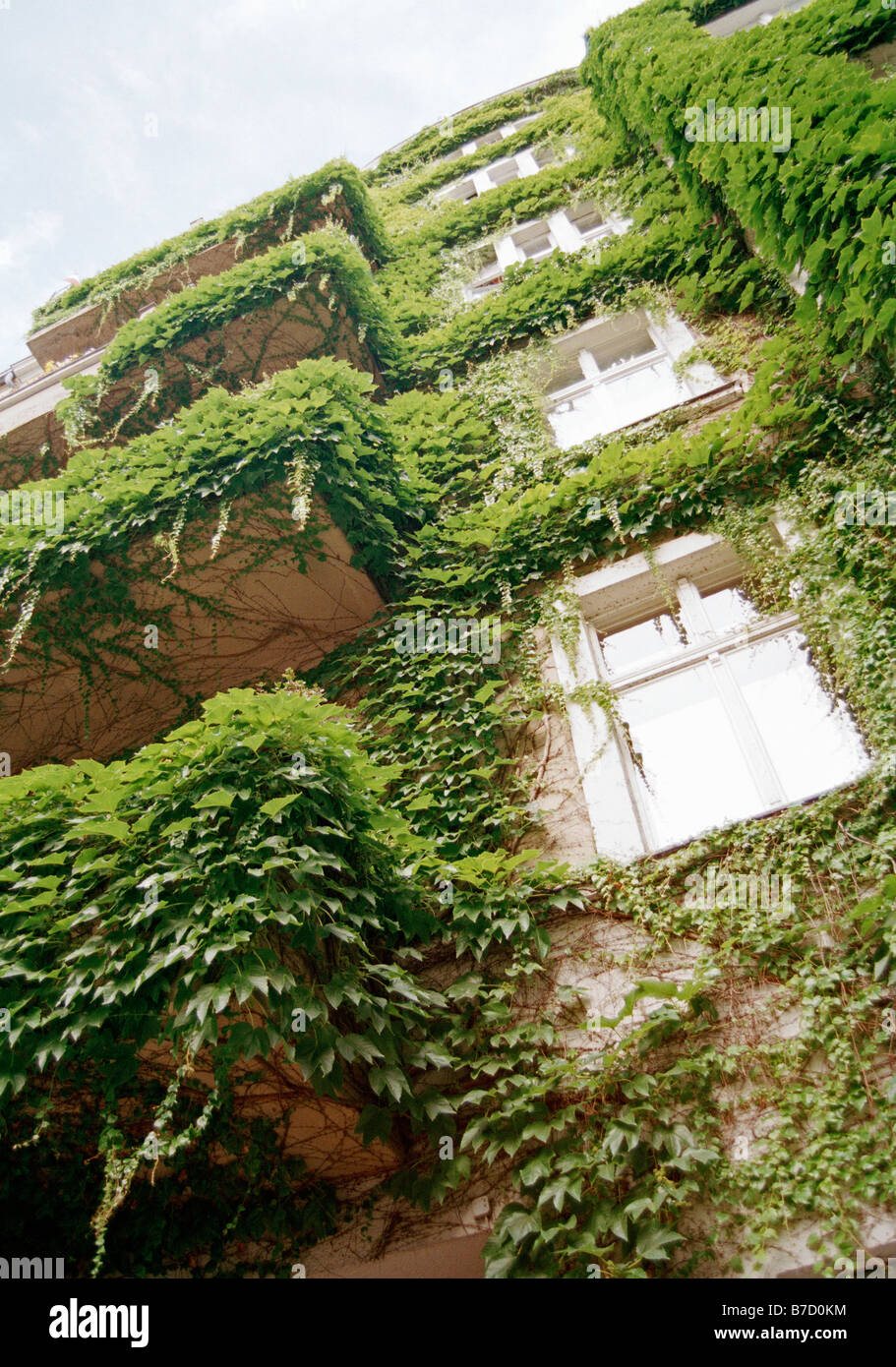 Las plantas crecen la fachada de un edificio Foto de stock