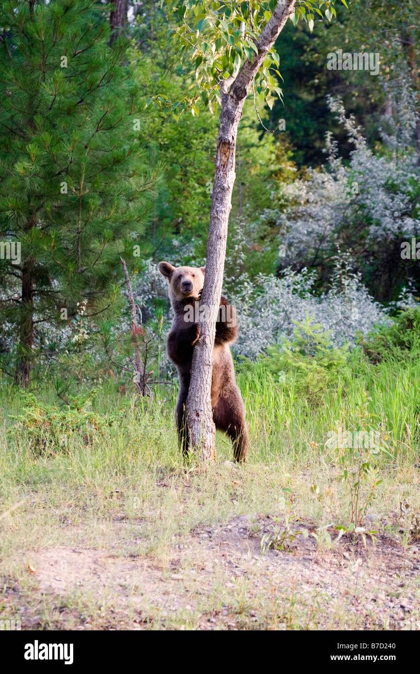 Un Grizzly Bear Cub detrás de un árbol Fotografía de stock - Alamy