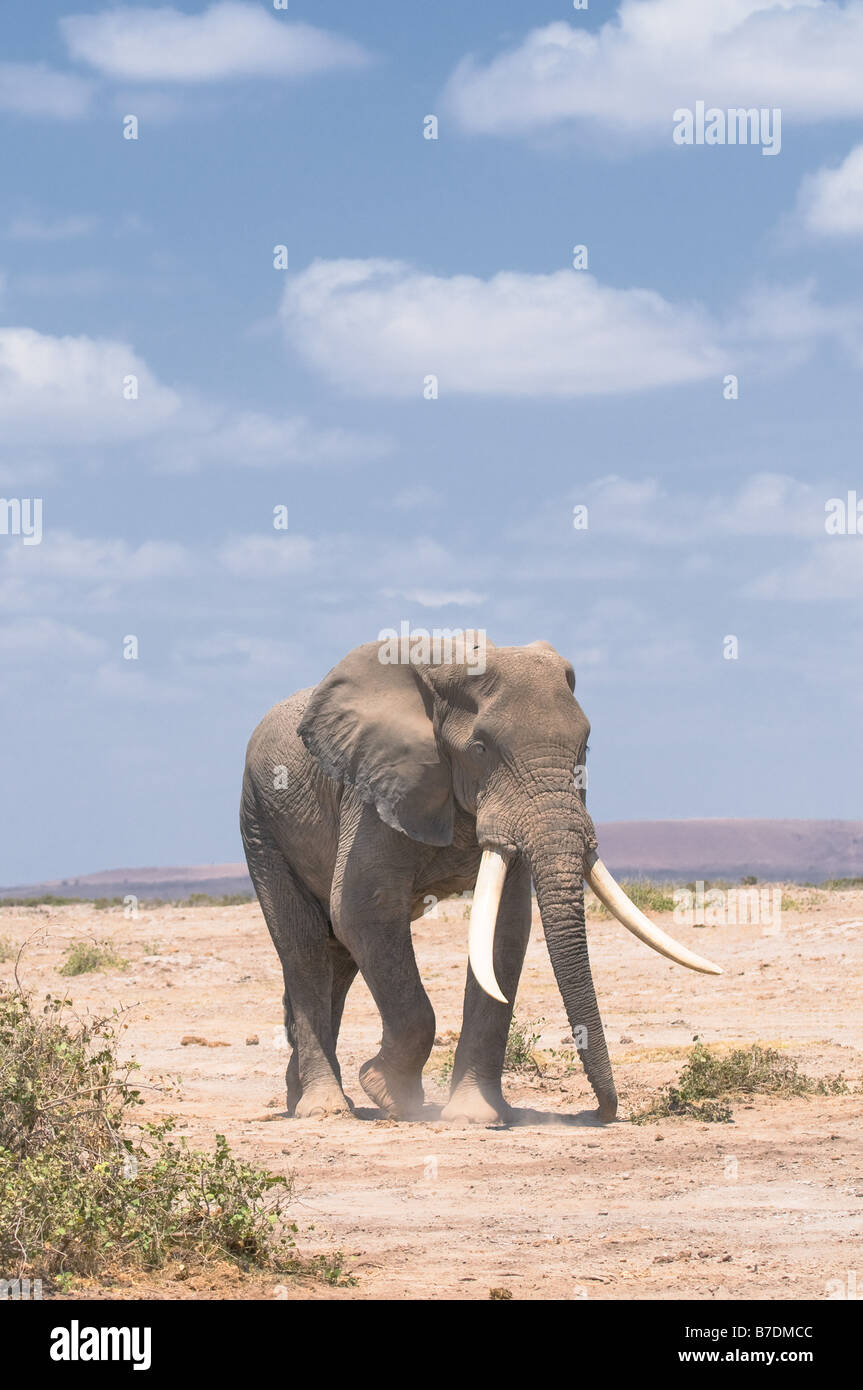 Elefante antiguo parque nacional amboseli Kenia Foto de stock