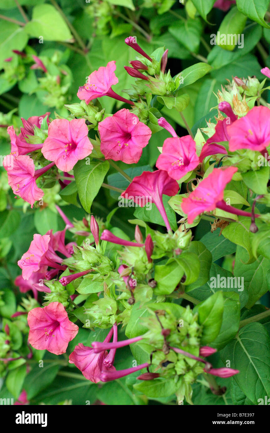 Jalapa Mirabalis Maravilla Del Peru Cuatro Plantas En Punto Fotografia De Stock Alamy