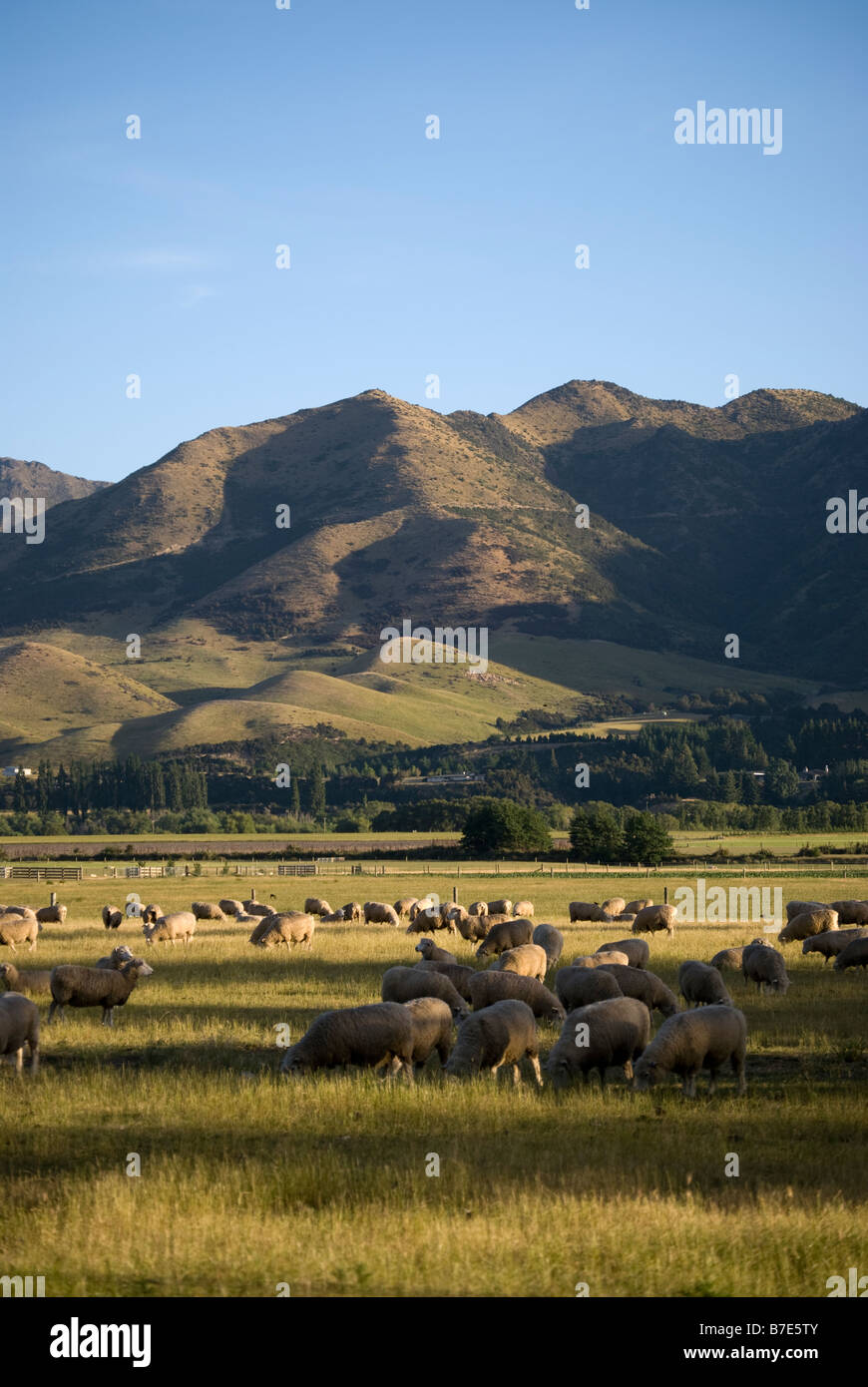 Los pastos de ovejas y colinas mostrando rangos Hurunui Amuri, distrito, Canterbury, Nueva Zelandia Foto de stock