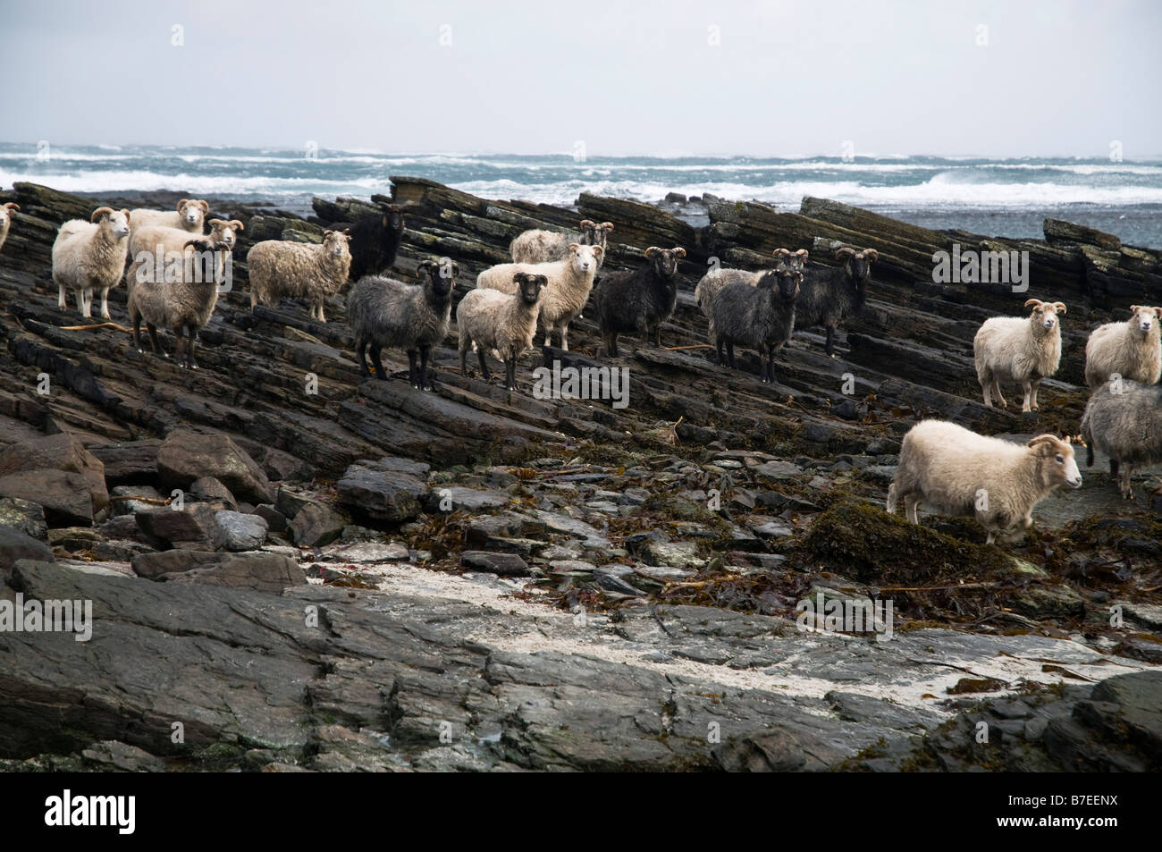 dh Garso Wick NORTH RONALDSAY ORKNEY Seaweed comiendo ovejas rocosas bandada de la costa Foto de stock