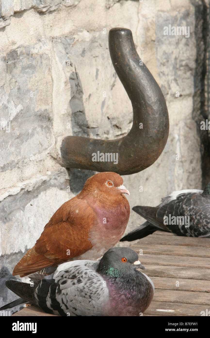 Un marrón y gris paloma sentado junto a un gancho en la pared Foto de stock