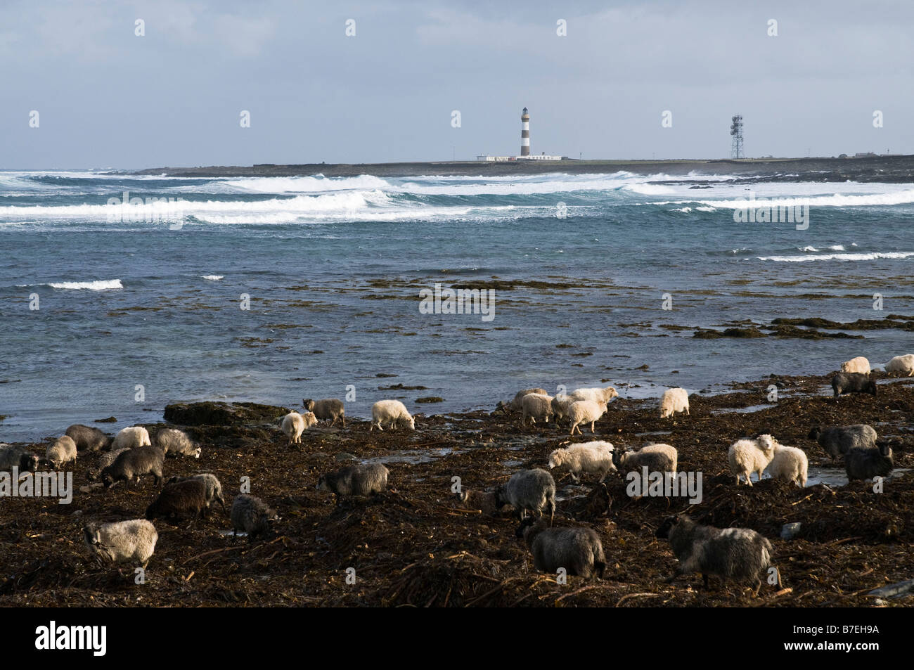 dh Garso Wick NORTH RONALDSAY ORKNEY Seaweed comiendo ovejas playa animales faro kelp mar rebaño Foto de stock
