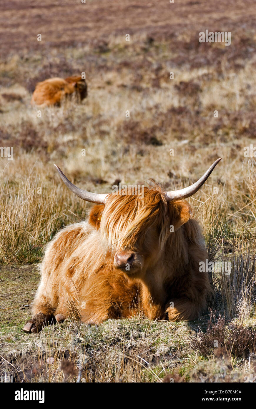 Highland cow se sentó en el campo con la pantorrilla en el fondo tomadas cerca de Laide en Escocia Foto de stock