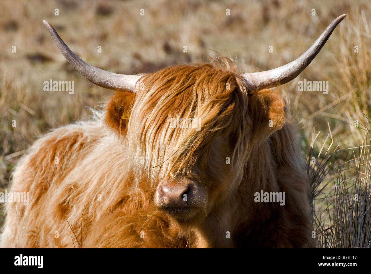 Cerca de Highland cow se sentó en el campo tomadas cerca de Laide en Escocia Foto de stock