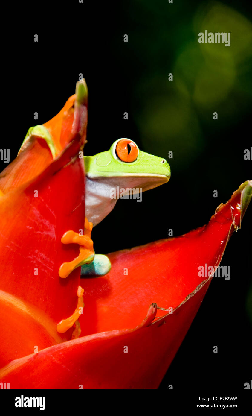 La rana arborícola de ojos rojos (Agalychnis callidryas) en Costa Rica. Foto de stock
